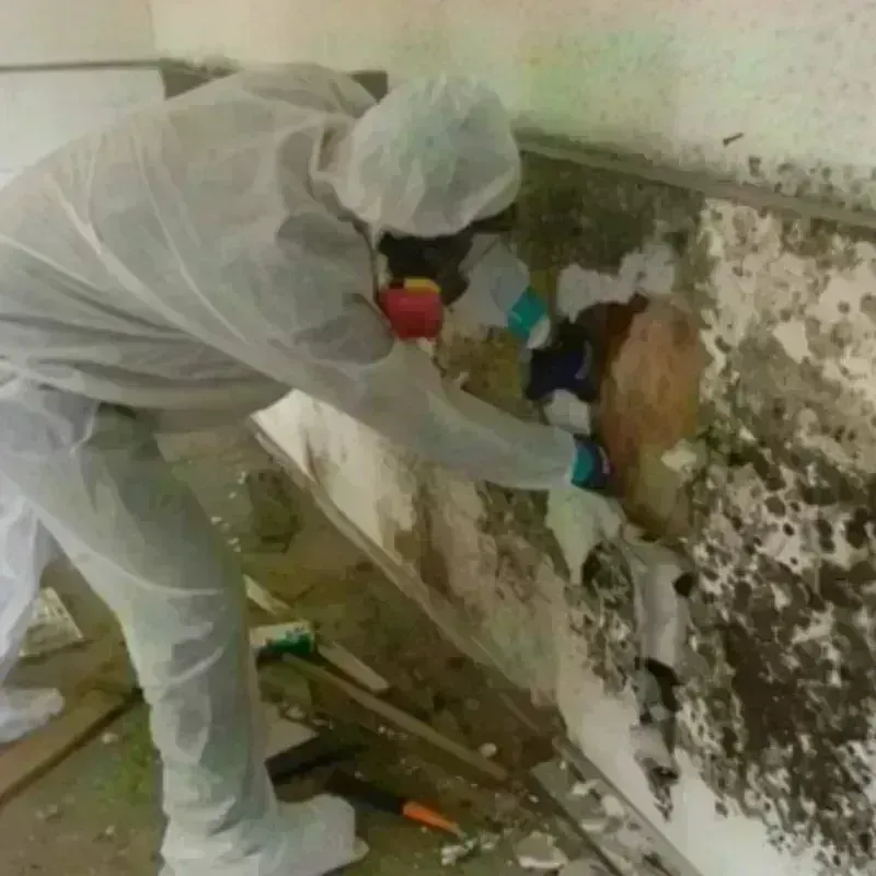 Mold Remediation and Removal in Medford, NY